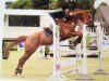 jumper Qantas 4 (Polish Warmblood, 2006, from Caretino K)