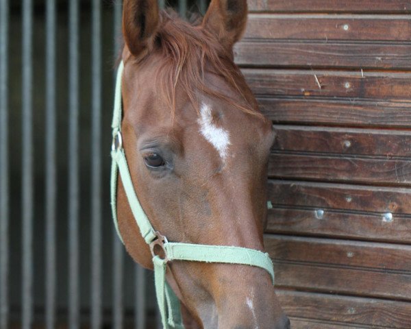 dressage horse Paulina (German Sport Horse, 2004, from Pilot's Treffer)