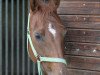 dressage horse Paulina (German Sport Horse, 2004, from Pilot's Treffer)