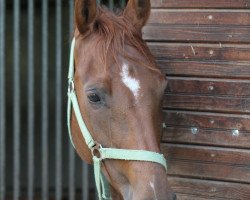 dressage horse Paulina (German Sport Horse, 2004, from Pilot's Treffer)