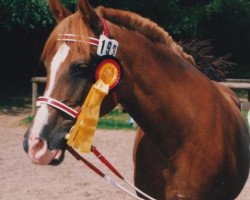 broodmare Askia (German Riding Pony, 1976, from Nurabi ox)