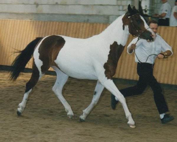 Zuchtstute Tamara (Pinto/Pony, 1996, von Taffy's Snowdown)