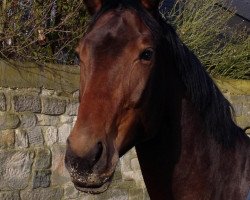 broodmare Sorena 4 (German Sport Horse, 2006, from Samba Ole)