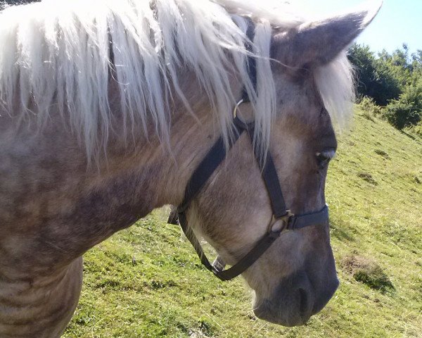 broodmare Clementine 22 (Comtois, 2012, from Paques 15)