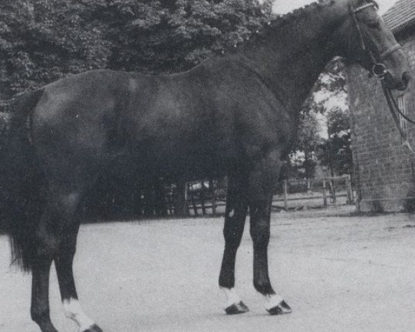 stallion Volturnus (Hanoverian, 1981, from Volturno)