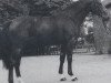 stallion Volturnus (Hanoverian, 1981, from Volturno)