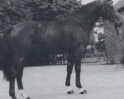 Deckhengst Volturnus (Hannoveraner, 1981, von Volturno)