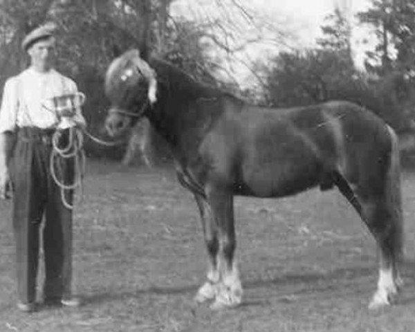 Deckhengst Broomy Slip-On (New-Forest-Pony, 1948, von Telegraph Rocketer)