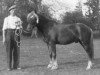 Deckhengst Broomy Slip-On (New-Forest-Pony, 1948, von Telegraph Rocketer)