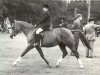 broodmare Broomy Perfection (New Forest Pony, 1965, from Broomy Slip-On)