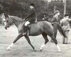 broodmare Broomy Perfection (New Forest Pony, 1965, from Broomy Slip-On)