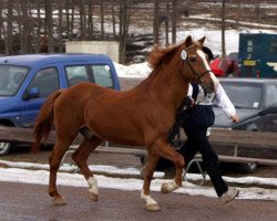 stallion Ralph (New Forest Pony, 1984, from Priory Prickle)