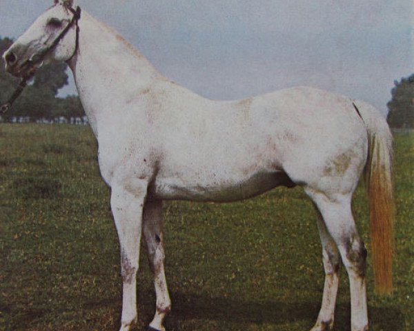 stallion Birdbrook xx (Thoroughbred, 1961, from Mossborough xx)