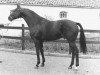 Pferd Apple King xx (Englisches Vollblut, 1970, von Birdbrook xx)