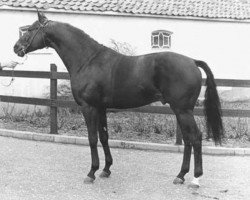 stallion Apple King xx (Thoroughbred, 1970, from Birdbrook xx)