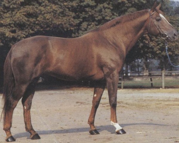 stallion Horencio (Selle Français, 1973, from Nankin)