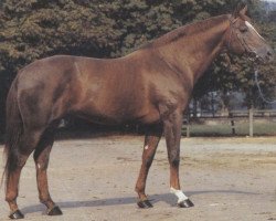 stallion Horencio (Selle Français, 1973, from Nankin)