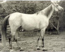 Zuchtstute Rozka ox (Vollblutaraber, 1945, von Kuhaylan Ajouz I ox)