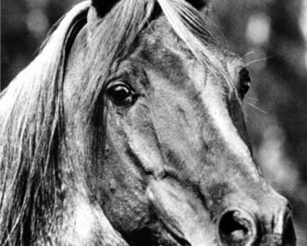 stallion Raswan ox 2544 (Arabian purebred, 1960, from Adonah ox)