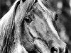 stallion Raswan 1960 ox (Arabian thoroughbred, 1960, from Adonah ox)