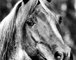 stallion Raswan ox 2544 (Arabian thoroughbred, 1960, from Adonah ox)