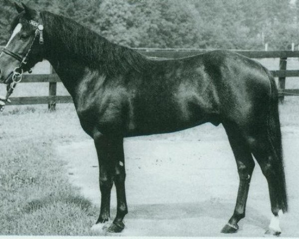 stallion Sesam (German Riding Pony, 1961, from Puschki)