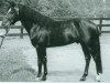 stallion Sesam (German Riding Pony, 1961, from Puschki)