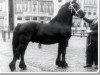 horse Ritske 202 (Friese, 1955, from Eelke 183)