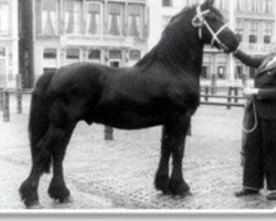 stallion Ritske 202 (Friese, 1955, from Eelke 183)