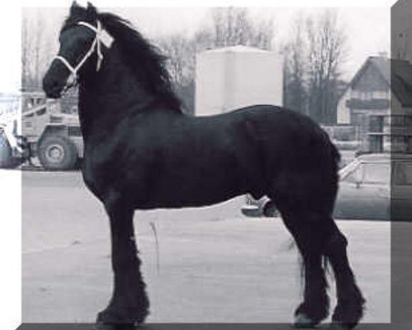 stallion Tsjalling 235 (Friese, 1967, from Hotse 223)
