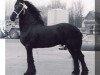 Pferd Tsjalling 235 (Friese, 1967, von Hotse 223)