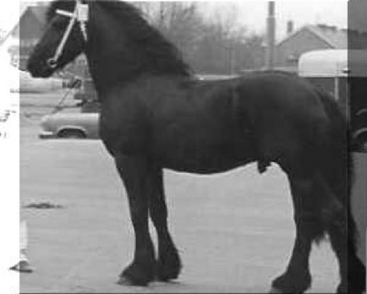 Deckhengst Ferdinand 252 (Friese, 1972, von Tsjalling 235)