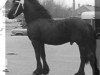 stallion Ferdinand 252 (Friese, 1972, from Tsjalling 235)