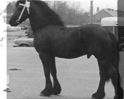 stallion Ferdinand 252 (Friese, 1972, from Tsjalling 235)