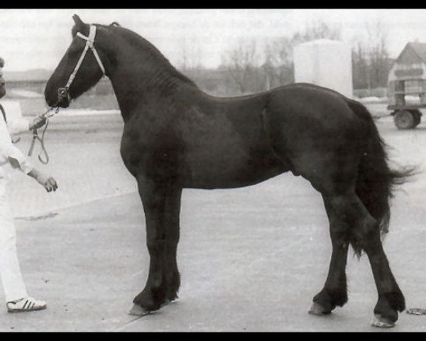 stallion Naen 264 (Friese, 1976, from Ferdinand 252)