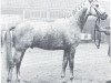 stallion Raubritter (Westphalian, 1964, from Ramzes AA)
