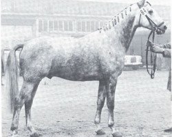 stallion Raubritter (Westphalian, 1964, from Ramzes AA)