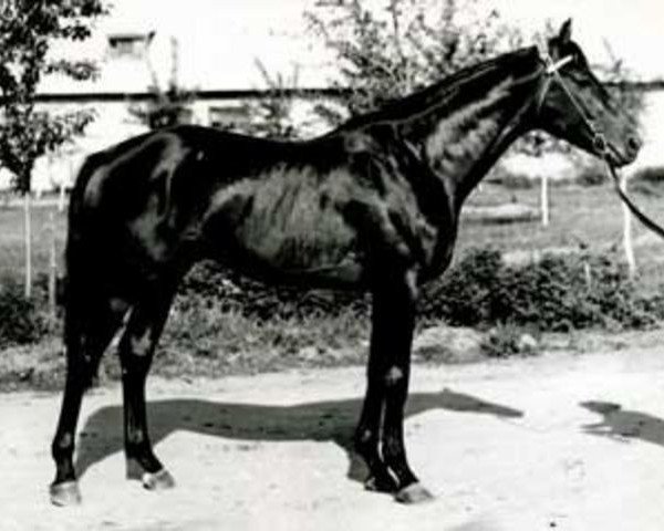 stallion Elefant xx (Thoroughbred, 1963, from Faktotum xx)