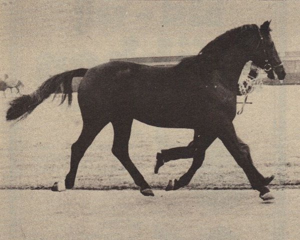 stallion Henkel (Trakehner, 1977, from Donauwind)