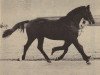 stallion Henkel (Trakehner, 1977, from Donauwind)
