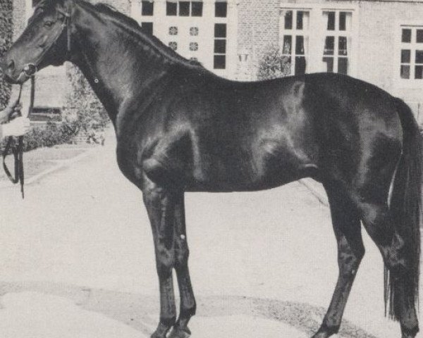 stallion Parenzo xx (Thoroughbred, 1966, from Pfalzteufel xx)