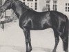 stallion Parenzo xx (Thoroughbred, 1966, from Pfalzteufel xx)