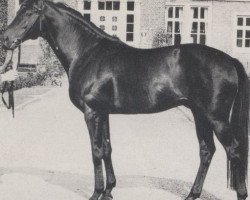 stallion Parenzo xx (Thoroughbred, 1966, from Pfalzteufel xx)