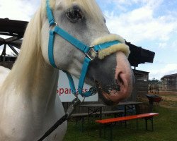 broodmare Pierina (German Riding Pony, 1995, from Principal Boy)