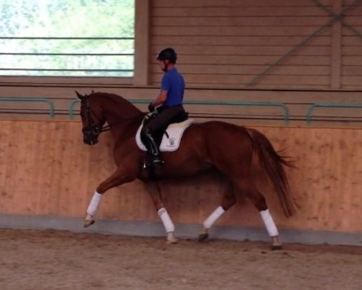 dressage horse Lysanto 6 (Rhinelander, 2009, from Lord Loxley I)