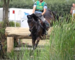 jumper Layout 18 (German Sport Horse, 2003, from Rosenkoenig)