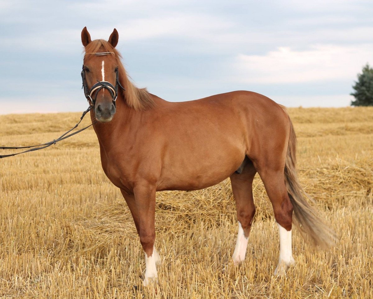 horse Elin's Bon Ami (German Riding Pony, 2012, from Baccarat)