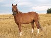 dressage horse Elin's Bon Ami (German Riding Pony, 2012, from Baccarat)