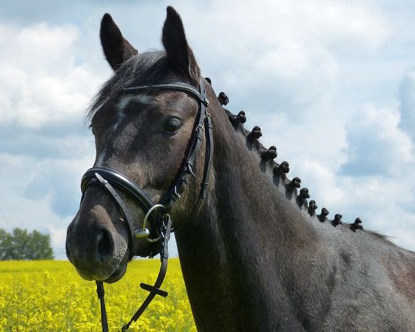 Pferd Caligula (Westfale, 2010, von Contini)