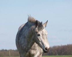 Zuchtstute Cassandra (Connemara-Pony, 2004, von Patty's Benedict)